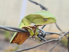Phyllomedusa burmeisteri