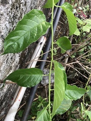 Heliotropium sarmentosum