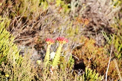Crassula coccinea