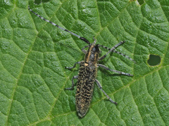 Agapanthia villosoviridescens