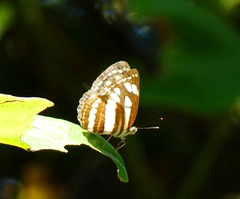 Neptis hylas