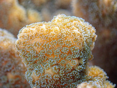 Pocillopora