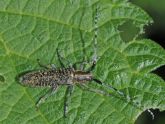 Agapanthia villosoviridescens