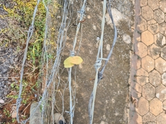 Phyllomedusa burmeisteri