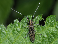 Agapanthia villosoviridescens