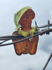 Phyllomedusa burmeisteri