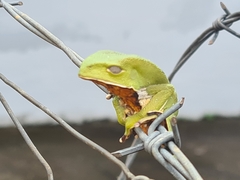 Phyllomedusa burmeisteri