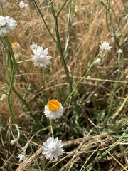 Leucochrysum albicans