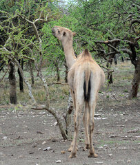 Camelus dromedarius