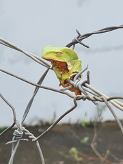 Phyllomedusa burmeisteri