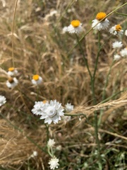 Leucochrysum albicans