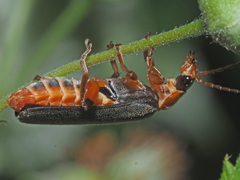 Cantharis nigricans