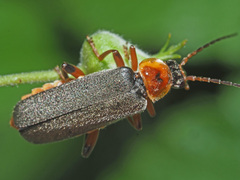 Cantharis nigricans