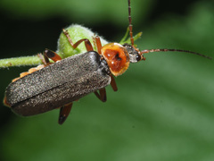 Cantharis nigricans