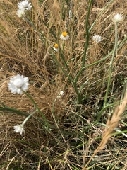 Leucochrysum albicans