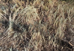 Artemisia austriaca