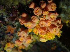 Tubastraea coccinea
