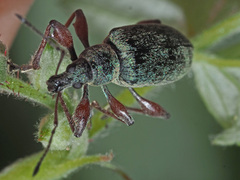 Phyllobius glaucus