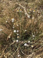 Leucochrysum albicans
