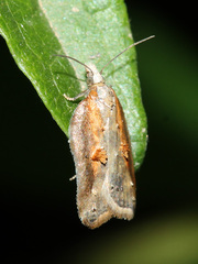 Acleris cristana