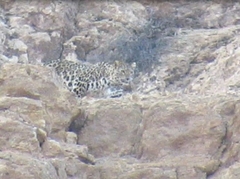 Panthera pardus tulliana