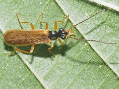Rhagonycha lignosa