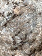 Gnathamitermes