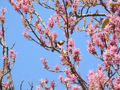 Heterophasia capistrata