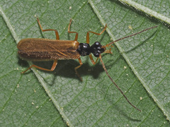 Rhagonycha lignosa