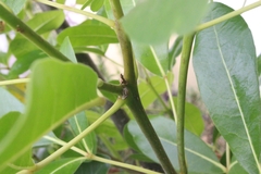 Cytaea alburna