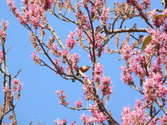Heterophasia capistrata