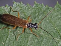 Rhagonycha lignosa