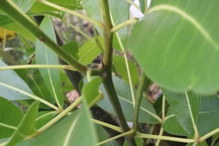 Cytaea alburna