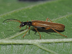 Rhagonycha lignosa