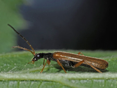 Rhagonycha lignosa