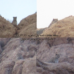 Panthera pardus tulliana