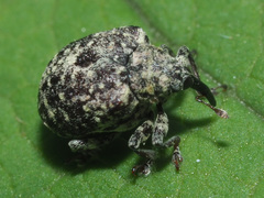 Cionus hortulanus