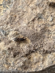 Pseudopamera nitidula