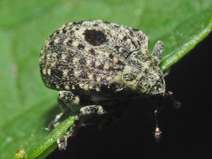 Cionus hortulanus