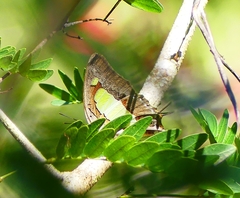 Polyura bharata