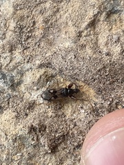 Pseudopamera nitidula