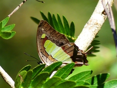 Polyura bharata