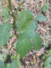Petiveria alliacea