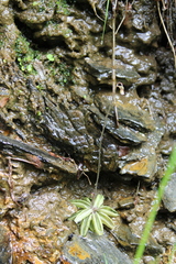 Pinguicula lusitanica
