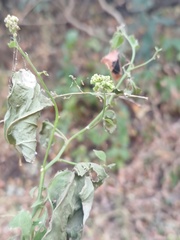 Petiveria alliacea