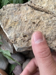 Pseudopamera nitidula