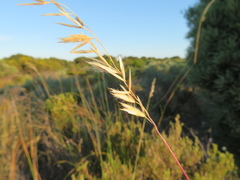 Ehrharta villosa
