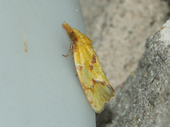 Agapeta
