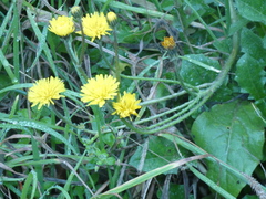 Crepis sancta