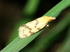 Agapeta